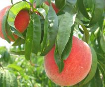 Peaches